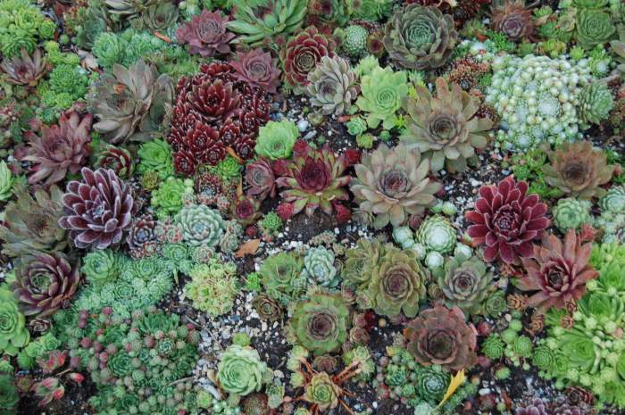 Sempervivum Dachwurz Hauswurz